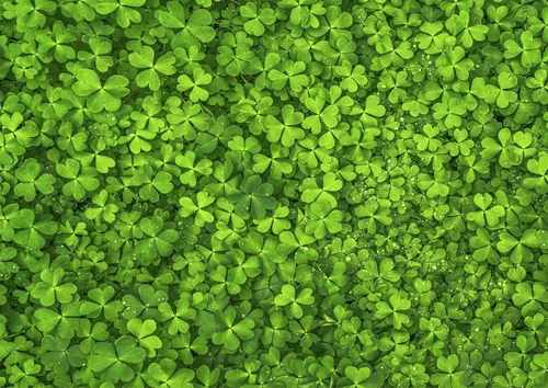 Rompecabezas de trébol de cuatro hojas de 1000 piezas, Impossible Impuzzibles, 10.2 in x 19.7 in, con temática irlandesa, regalo de San Patricio
