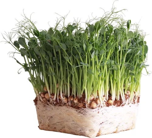 Organic Garden - Semillas de guisantes amarillos – 1 libra ~ 2,000 semillas – Semillas de guisantes amarillos sin OMG para brotes de guisantes