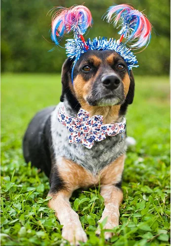 Miniatura 6 de Lionheart glory Collar de perro con bandera estadounidense, collar de flores para perro del 4 de julio, resistente y ajustable, patriótico con flor
