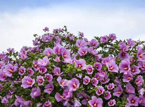 Rose of Sharon Plántulas para plantar - Atractivas plantas de arbusto de hibisco con flores (3 plántulas) - No hay barco a California