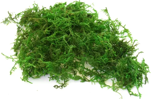 Miniatura 3 de SuperMoss musgo de montaña conservado, Verde fresco