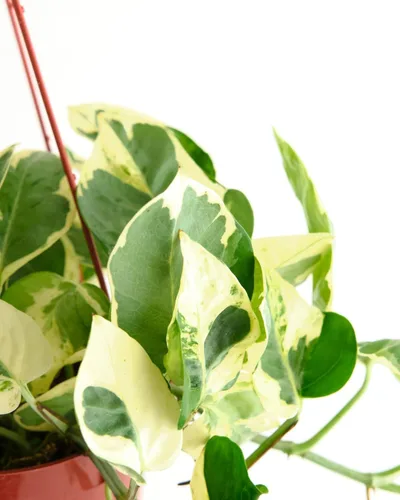 Miniatura 3 de Shop Succulents Pothos N Joy, planta viva de interior, planta de interior de bajo mantenimiento con elegantes hojas verdes y blancas variegadas, N