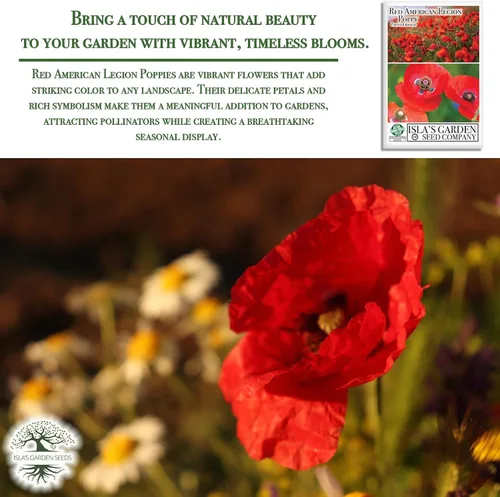 Miniatura 5 de Red American Legion - Semillas de amapola (Papaver rhoeas) – 3000 semillas tradicionales sin OMG de Isla's Garden Seeds, flores escarlata icónicas