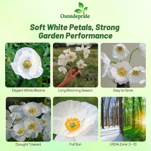 Miniatura 2 de Outsidepride Semillas de amapola de seda nupcial para plantar, 500 piezas anuales, tolerantes a la sequía y fáciles de cultivar semillas de flores