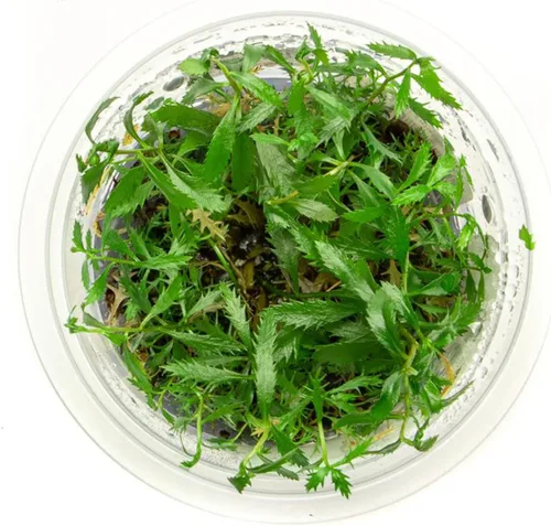 Miniatura 27 de Planta viva SubstrateSource - Hierba enana Eleocharis Belem cultivada en tejidos acuáticos para acuario - 100% libre de caracoles en copa in vitro