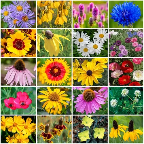 Miniatura 7 de Cultiva tu propia mezcla vibrante de semillas de jardín de flores silvestres anuales y perennes, variedades para polinizadores y jardines de Mezcla
