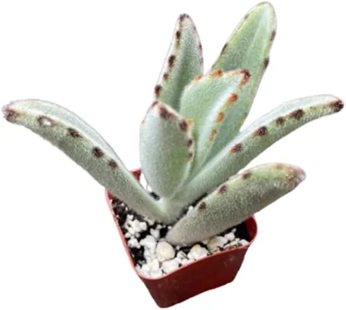 Miniatura 8 de Plantas de cactus suculentas vivas de USKC (cadena de reloj abigarrada Crassula Muscosa de 2 pulgadas)