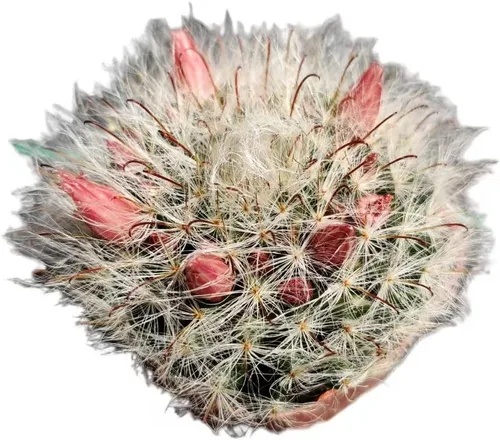 Miniatura 6 de Plantas de cactus vivas de USKC (Maceta de 5 cm Gymnocalycium damsii VAR. tucavocense)