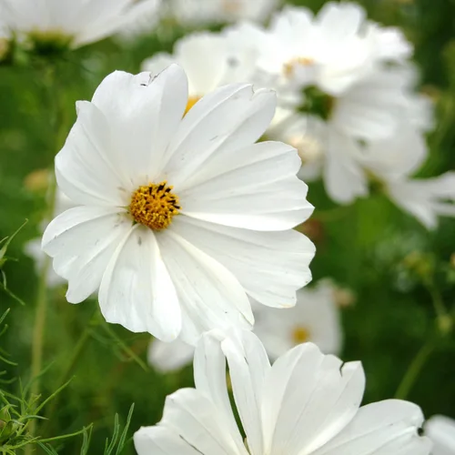 Miniatura 7 de Outsidepride Purity Cosmos Bipinnatus Seeds - 1000 semillas anuales, fáciles de cultivar y tolerantes a la sequía para plantar con follaje similar a