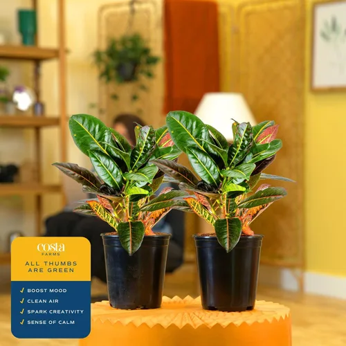 Miniatura 5 de Costa Farms Croton Petra - Plantas vivas (paquete de 2), plantas de interior y exterior en macetas, mezcla de tierra para macetas, plantas Maceta
