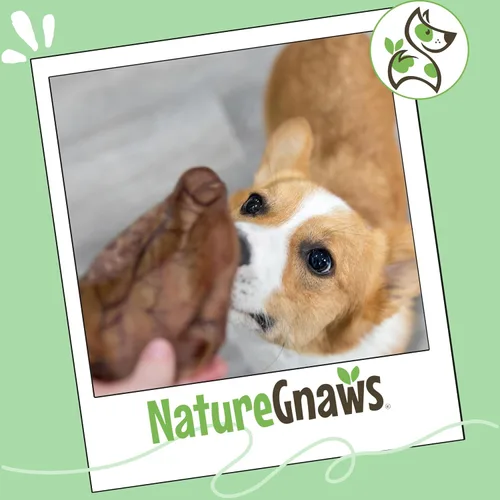 Miniatura 7 de Nature Gnaws Orejas de cerdo para perros (8 unidades) – Gruesas de larga duración para masticadores agresivos y perros grandes – Huesos naturales