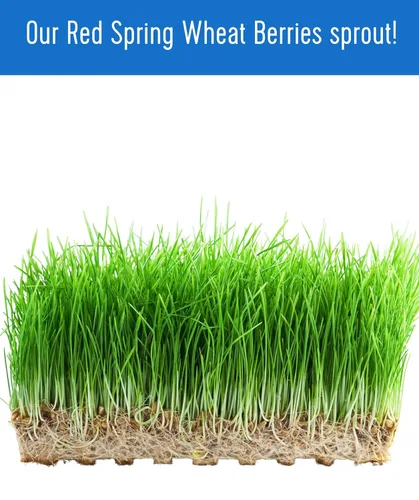 Miniatura 7 de Palouse Brand Bayas de trigo de primavera rojas duras certificadas sin residuos de glifosato, 100 libras, cultivadas en familia en el estado