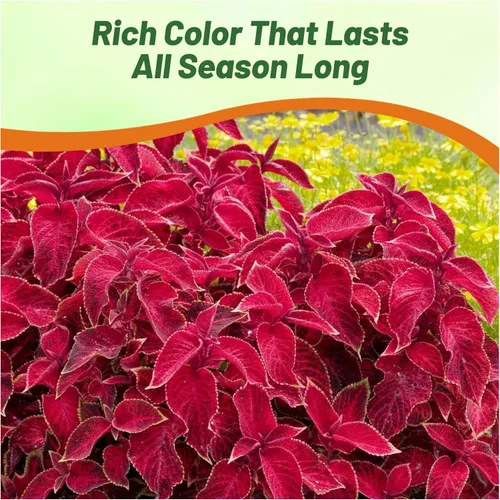 Miniatura 6 de Outsidepride Wizard Velvet Red Coleus Semillas para plantar – 200 piezas anuales, compactas y fáciles de cultivar, semillas de flores con follaje