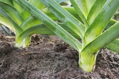 Miniatura 5 de Semillas de cebolla de puerro gigante sin OMG vegetal para plantar