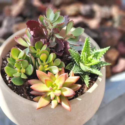 Miniatura 8 de Altman Plants, Plantas suculentas vivas (4 unidades), regalos para amantes de las plantas suculentas, plantas de interior vivas en tierra