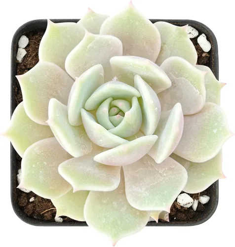 Miniatura 12 de Sprout N Green Golden Jade - Crassula Ovata 'Hummel Sunset', rara planta suculenta linda totalmente enraizada en maceta de 2 pulgadas con tierra