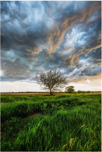 Great Plains - Impresión fotográfica (sin marco), imagen vertical del árbol bajo el cielo tormentoso en el día de primavera en la pradera de Kansas,