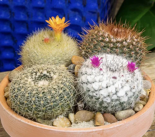 Miniatura 9 de Altman Plants, Surtido de plantas de cactus vivas (8 unidades), plantas suculentas vivas en mezcla de tierra de cactus, plantas de cactus vivas