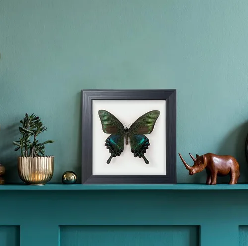 Miniatura 2 de ITrixgan Taxidermia enmarcada de mariposa real, espécimen de mariposa para clase de ciencias para amantes de los insectos, decoración gótica