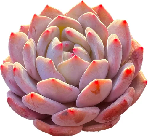 Miniatura 11 de Echeveria Agavoides - Plantas suculentas vivas raras de dragón azul, 1 maceta de cabeza de 2.5 pulgadas, planta viva naranja, excluye maceta