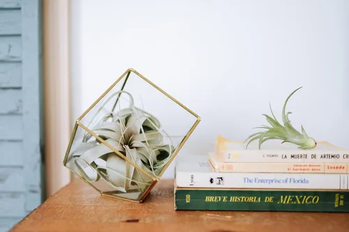 Miniatura 8 de Air Plant Shop Paquete de 5 plantas de aire Tillandsia Curly Slim (T. Intermedia x T. Streptophylla) - Suculentas - Tillandsia viva - Plantas