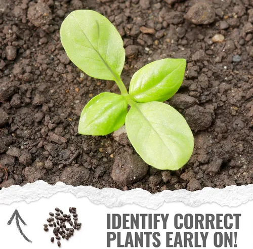 Miniatura 5 de Seed Needs Semillas de albahaca para plantar hierbas italianas de hojas grandes, reliquia sin OMG y sin tratar, cultiva un jardín de hierbas