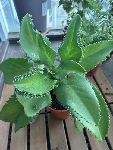 5 Plántulas con raíces de planta de sombrero mexicano, Kalanchoe, madre de miles-Kalanchoe Daigremontiana-Mexican Hat Live Plant