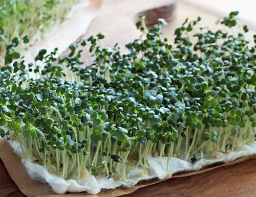 Miniatura 2 de Semillas de brócoli para brotar brotes Microgreens