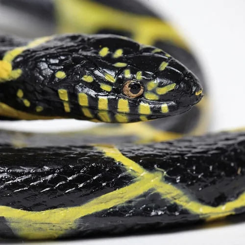 Miniatura 4 de Safari Ltd, Incredible Creatures, serpiente real común, juguete.