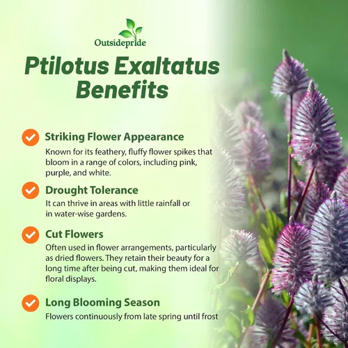 Miniatura 3 de Outsidepride 10 semillas anuales Ptilotus Exaltatus Joey Garden Flower Seeds para plantar