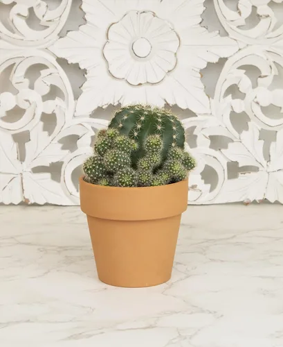 Miniatura 5 de Plantas de cactus viven en maceta de arcilla, cactus vivo en maceta en tierra de cactus, mini cactus vivos, plantas suculentas vivas, cactus vivos
