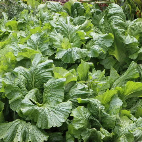 Miniatura 2 de Semillas de Mostaza (Florida Broadleaf) (1000 Semillas)