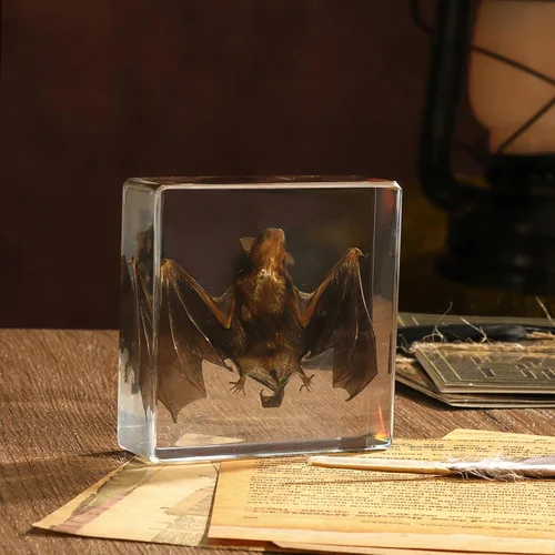 Miniatura 14 de Espécimen de esqueleto de murciélago real en resina para educación científica en el aula, gran regalo para fanáticos de la taxidermia, cráneo