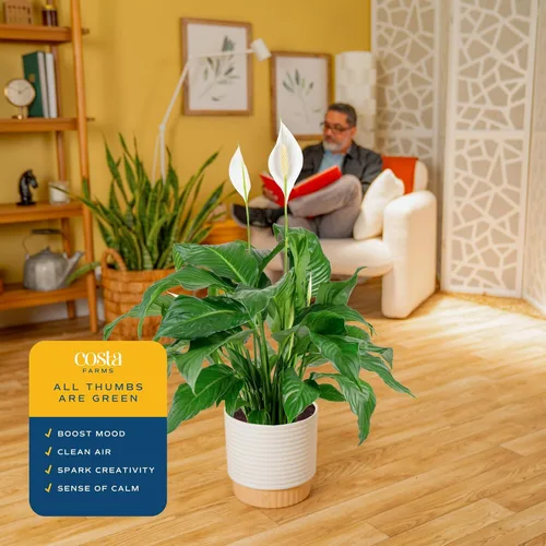 Miniatura 5 de Costa Farms - Lirio de paz Spathiphyllum, planta viva de interior Maceta de decoración moderna