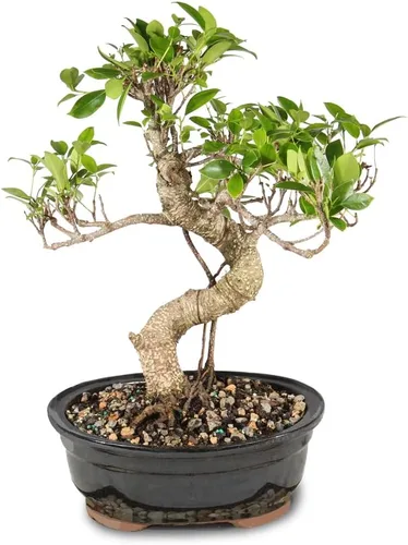 Miniatura 17 de Brussel's Bonsai - Árbol bonsái para interiores, M