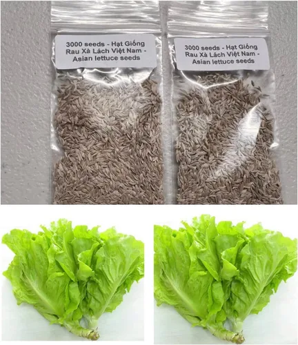 Miniatura 2 de 2 bolsas de 3000 semillas de lechuga vietnamita muy fácil de cultivar muy productiva todas las estaciones xà lách Việt NAM La lechuga más favorita