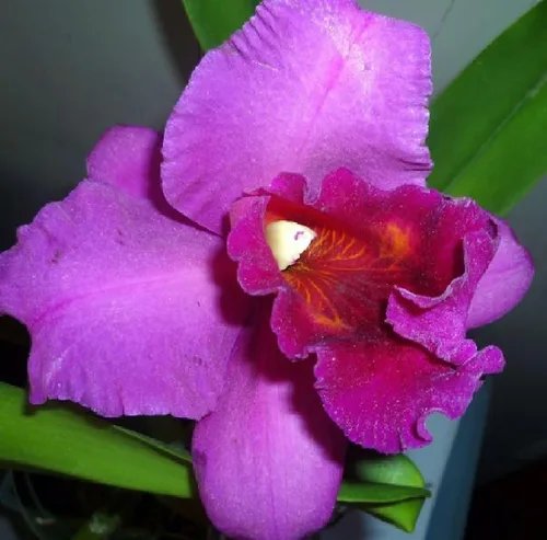 Miniatura 8 de Risalana Hawaiian Cattleya Orchid Plant 2" Pot ~ Grow Hawaii