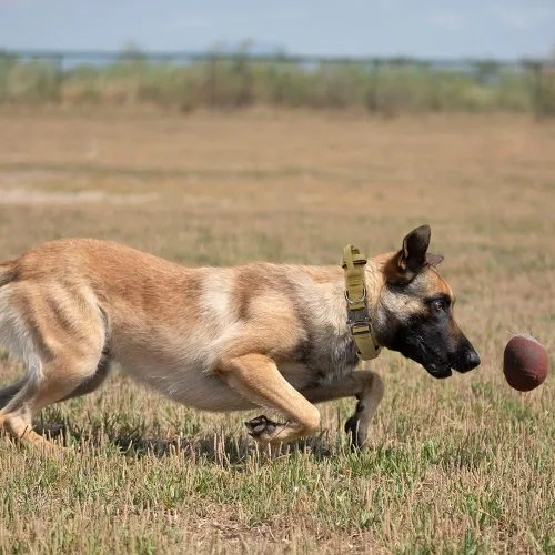 Miniatura 3 de Collar táctico para perro, collar de entrenamiento militar ajustable de nailon para perro con mango de control y hebilla de metal pesado de Marrón