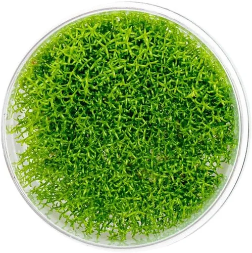 Miniatura 64 de Planta viva SubstrateSource - Hierba enana Eleocharis Belem cultivada en tejidos acuáticos para acuario - 100% libre de caracoles en copa in vitro