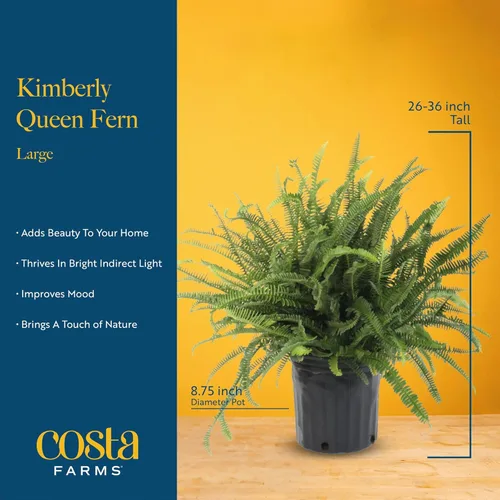 Miniatura 4 de Costa Farms Helecho Kimberly Queen, planta viva de interior, en maceta, de 2 a 3 pies de alto Helecho Reina Kimberly