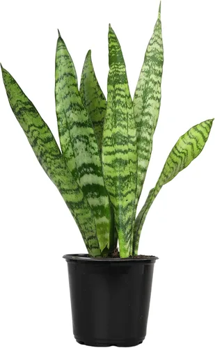 Planta de serpiente viva, Sansevieria Zeylanica, planta de interior en maceta, planta de lengua de suegra Sansevieria viva, planta suculenta en Olla