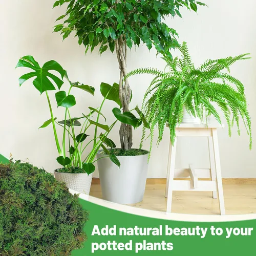 Miniatura 6 de Paquete jumbo de musgo verde natural de 35 onzas para plantas de interior, musgo real de bosque seco a granel para manualidades, jardines de hadas