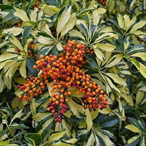 Trinette (Schefflera arboricola) - Paquete de 50 Semillas