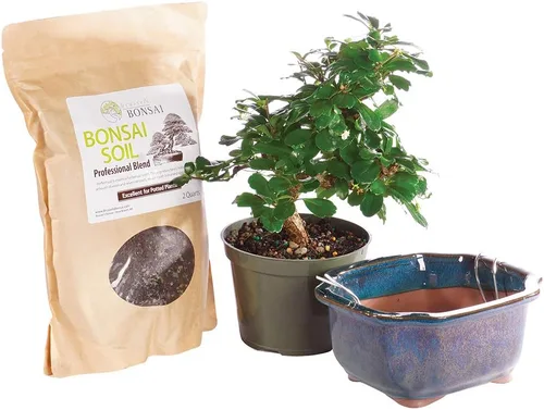 Miniatura 10 de Brussel's Bonsai Árbol Bonsái Hawaiano Umbrella Vivo - Mediano, 5 Años, 6 a 10 Pulgadas - Árbol Bonsái de Interior con Maceta de Agua para Bonsái