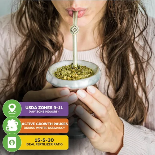 Miniatura 5 de Yerba Mate – Ilex paraguariensis by Wellspring Gardens – Planta de té sudamericana – Árbol del patrimonio cultural – Energizador botánico exótico