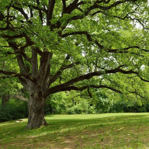Miniatura 9 de Roble vivo del sur Quercus Virginiana 10 plantas vivas Árbol de sombra pintoresco duradero Follaje verde oscuro