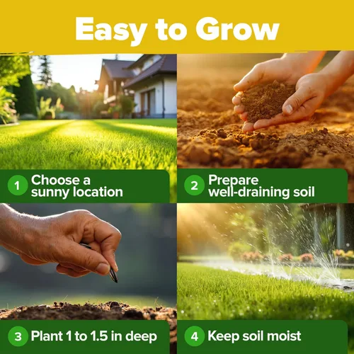 Miniatura 8 de Home Grown Semillas de girasol para plantar 8 variedades de paquetes de semillas de flores de sol para plantar: cultivar girasoles enanos