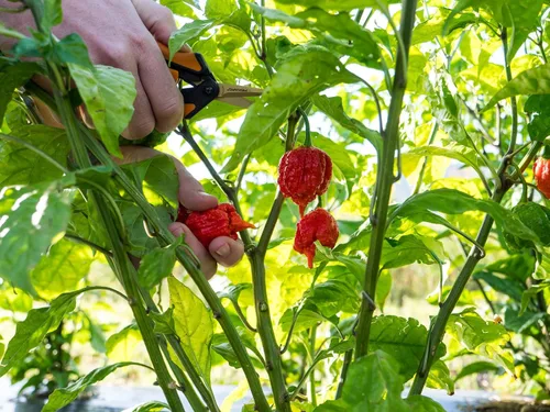 Miniatura 6 de Pepper Joe's Carolina Reaper Seeds - Paquete de 10 semillas de chile más calientes del mundo, cultivadas en Estados Unidos, semillas de Carolina