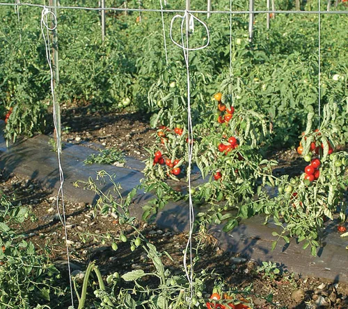 Miniatura 9 de Guita de jardín para atar tomate de 6300 pies