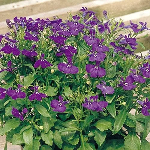 Miniatura 4 de Park Seed Lobelia - Semillas de plantas de flores, fáciles de cultivar, perfectas para jardín de primavera, Crystal Palace, paquete de 20